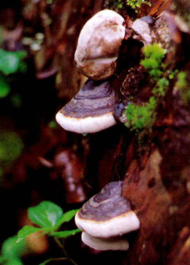 Fomitopsis pinicola (Swartz:Fr.) Karst.